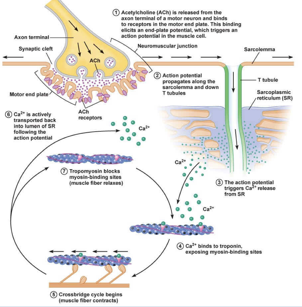 <ol><li><p>end plate/action potentials cease</p></li><li><p>calcium release channels close</p></li><li><p>calcium-ATPase pumps move calcium back into SR through active transport</p></li><li><p>no more calcium is available to bind to troponin</p></li><li><p>tropomyosin moves to block the myosin heads from binding to actin</p></li></ol>