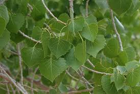 <p>Cottonwood, Aspen</p>