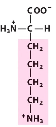 Positively charged R groups