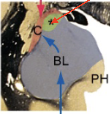 <p>used mostly by animals to assess food/mate/danger; in humans, greatest connection to olfactory system</p>