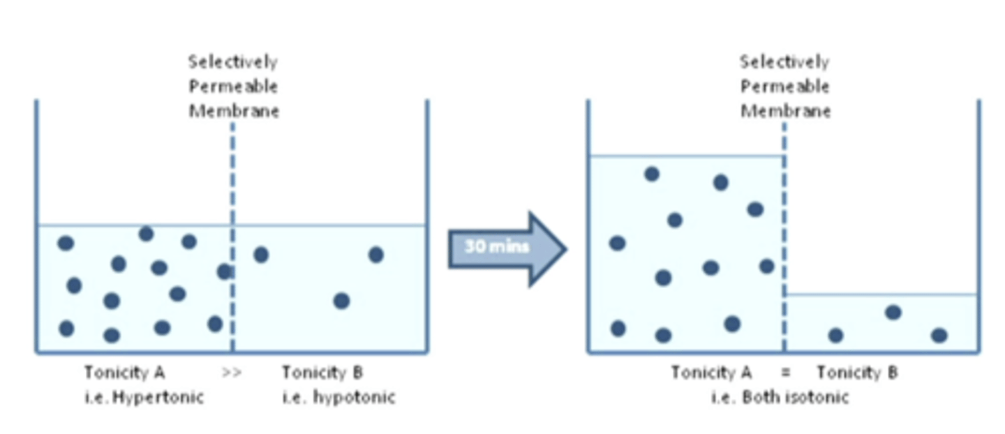 <p>if you have two compartments and a selective permeable membrane in between them with hypertonic and hypotonic compartments (as pictured), what will happen?</p>