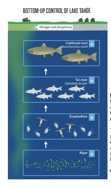 <p>Control of the energy flow in a food web by organisms at the basic trophic level (autotrophs).\</p><p></p><p>The abundance of autotroph s limits the amount of energy that is available to, and thus, the abundance of, species at higher trophic levels.</p>