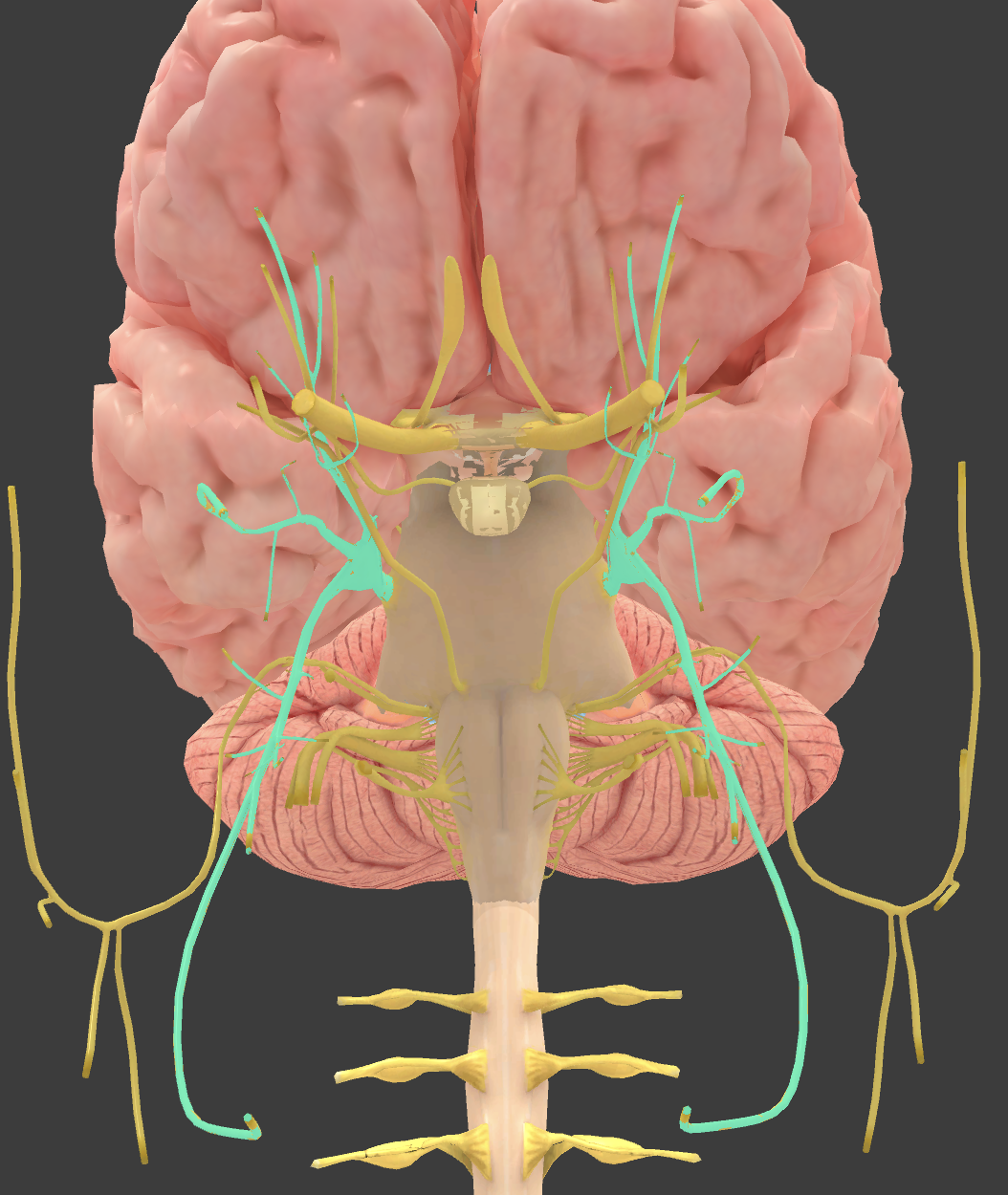 <p>Trigeminal*</p>
