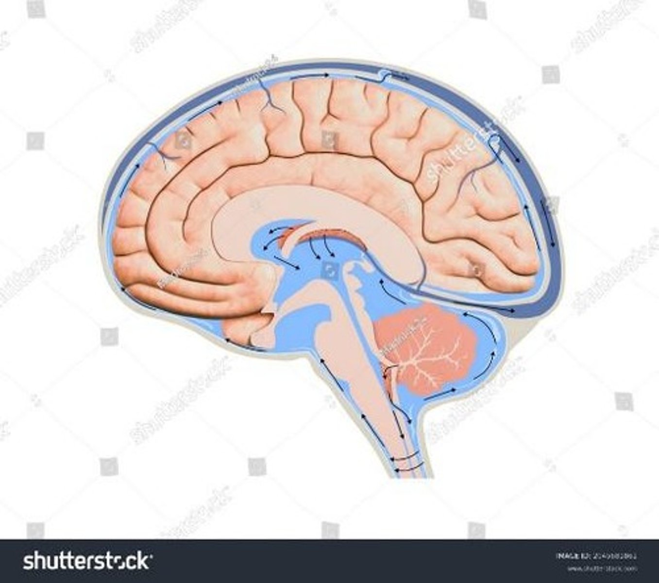 <p>Space between arachnoid and pia mater; contains CSF.</p>