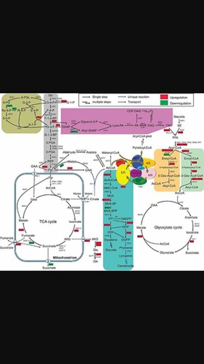 <p>The TCA Cycle, or Krebs Cycle, is a key metabolic pathway, and Hans Krebs is associated with its discovery.</p>