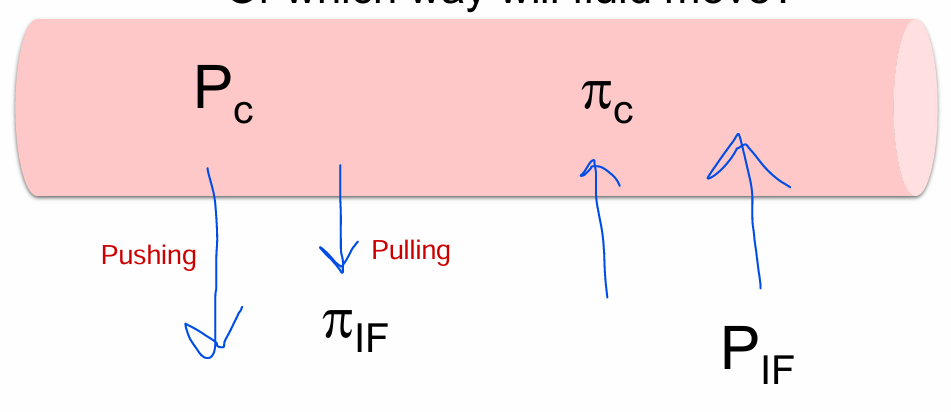 <ul><li><p>Pc - Moves out (Pushing)</p></li><li><p>PIF - Moves out (Pulling)</p></li><li><p>πC - Moves in (Pulling)</p></li><li><p>πIF - Moves in (Pushing)</p></li></ul><p></p>