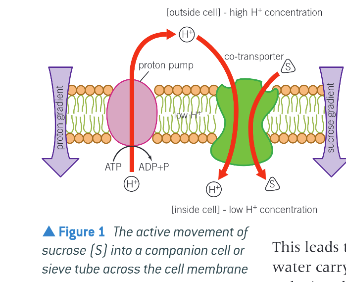 <p>Phloem loading - Apoplast Route </p>