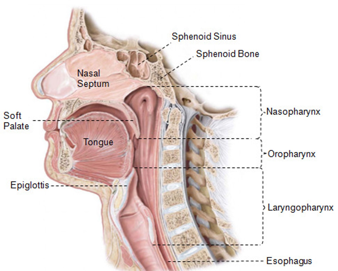 <p>runs from above the soft palate to the epiglottis <br>-three parts<br> &gt; nasopharynx<br> &gt; oropharynx<br> &gt; laryngopharynx<br>-structures <br> &gt;palatine tonsil<br> &gt;palatopharyngeus muscles <br> &gt; circular muscles --&gt; superior, middle, &amp; inferior constrictors (outer layer of muscles)<br> &gt; longitudinal muscles --&gt; salpingopharyngeus, palatopharyngeus, stylopharyngeus (inner layer of muscles)</p>