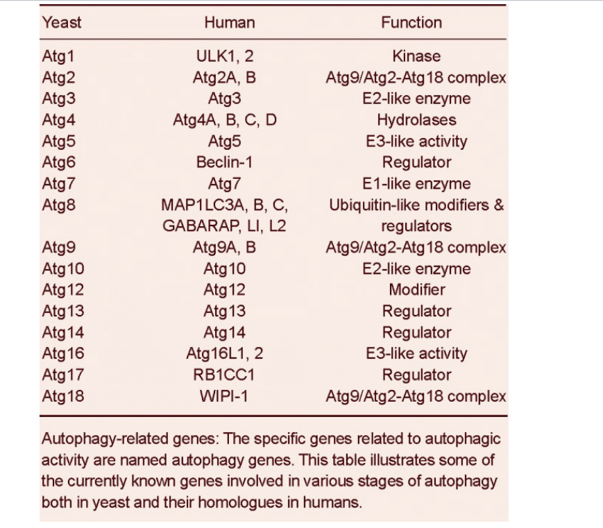 <ul><li><p>specific gene related to autophagic activity are named autophagy genes</p></li><li><p>table shows some currently known genes involved in various stages of autophagy both in yeast and homologues in humans</p></li></ul><p></p>
