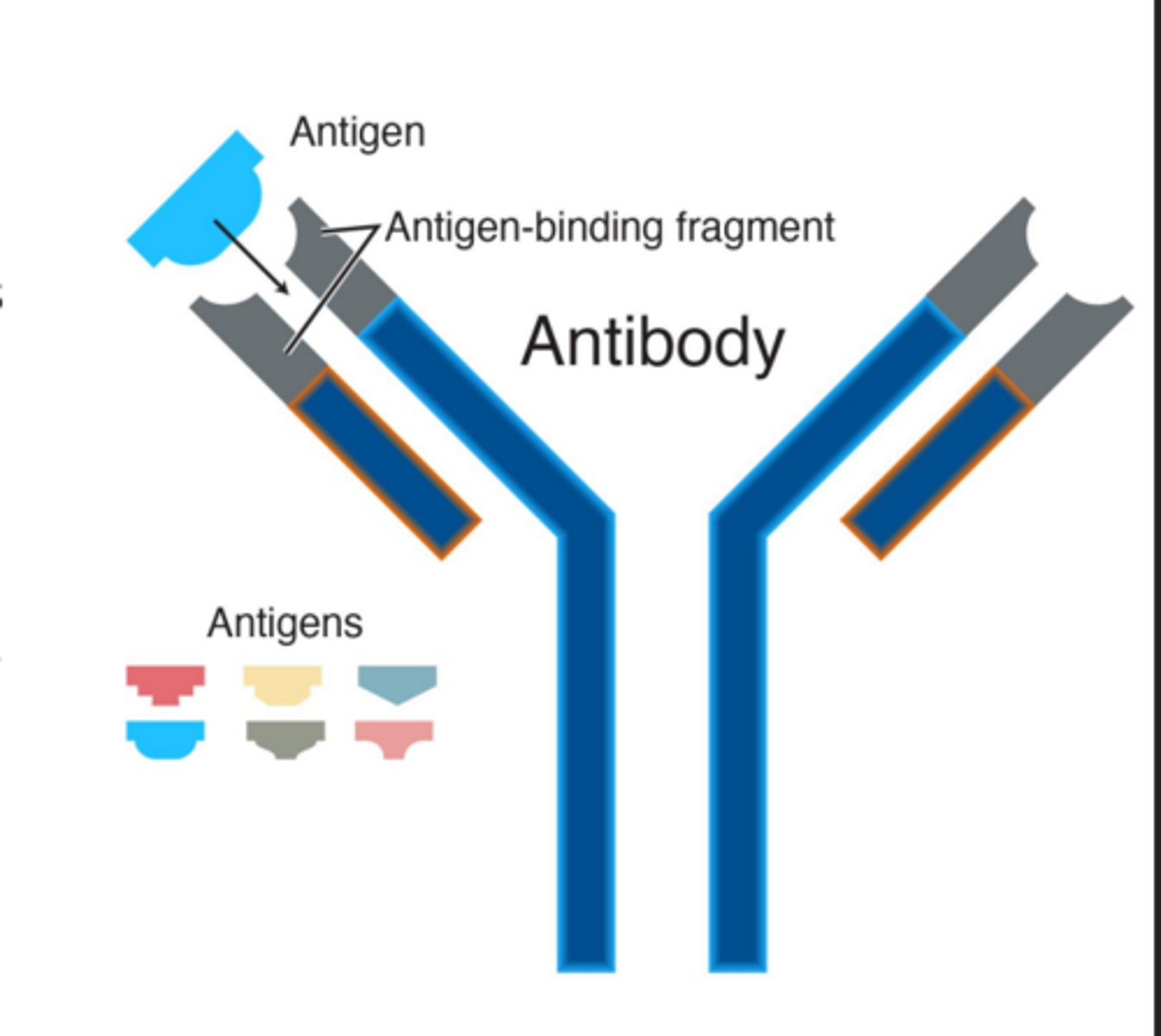 <p>Y shaped proteins produced by B cell lymphocytes to indentify and nuetralize invaders</p>