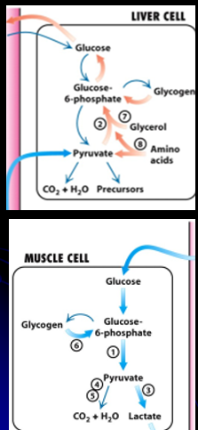 <ul><li><p>Major storage form of glucose: highly branch a 1,4 and a 1,6 bonds</p><p>Body need a constant supply of blood glucose: taken in through diet but then stored:</p></li><li><p>Liver synthesizes and stores glycogen (glycogenesis): a repository for when glucose is low (between meals, sleep, fasting)</p><ul><li><p>when blood glucose is low, liver glycogenolysis occurs</p><ul><li><p>Glycogen → Glucose-6-Phostpaht (cannot leave liver)→ Glucose (CAN leave liver)</p></li></ul></li><li><p>Glycogen storage= 8-10 hours of glucose → longer than that, switch to fat stores for days/weeks of energy (creates KETONE BODIES for energy)</p></li></ul></li><li><p>Muscle has glycoen but no glu-6-phospahtase: → muslces can absord, store and use glyocen but cannot RELEASE  IT BACK </p></li><li><p><strong>Brain has no glycogen stores!! needs liver to provide a steady stream of gluclose</strong></p></li></ul><p></p>