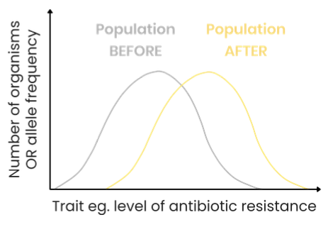 <ul><li><p>E.g. antibiotic resistance in bacteria</p></li><li><p>Organisms with an extreme variation of a trait, e.g. bacteria with high level of resistance to a particular antibiotic</p></li><li><p><u>Environment:</u> Often a change, e.g. antibiotic introduced</p></li><li><p>Increased frequency of organisms with alleles for extreme trait</p></li><li><p>Normal distribution curve shifts towards extreme trait</p></li></ul><p></p>