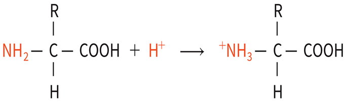 <p>Equation photos release hydrogen ion</p>