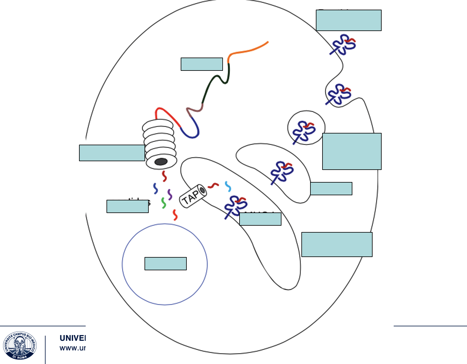 <p>Label and describe the process of antigen presentation, highlighting the role of MHC I in presenting endogenous peptides to CD8+ T cells, which are crucial for the immune response against intracellular pathogens.</p><p></p>