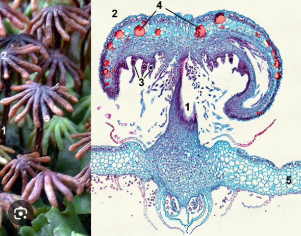 <p>gametophyte </p>