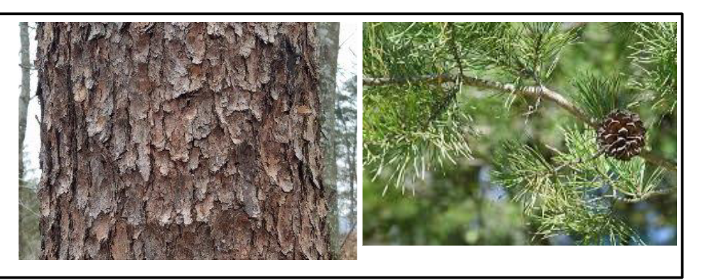 <p>Pinaceae</p><p>Pinus virginiana</p>