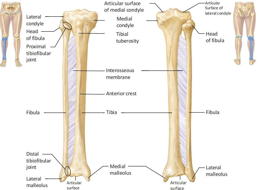 <ul><li><p>Articulates with femur, each other, &amp; tarsal bones</p></li><li><p>Tibia is primary weight bearer. Fibula 1/6 of tibia</p></li></ul><p></p>