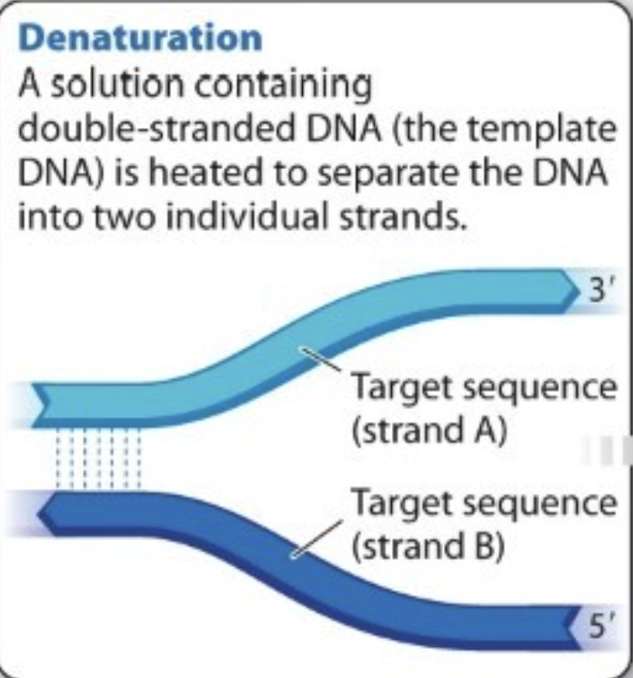<ul><li><p>pulling apart of parental strands</p></li><li><p>Solution containing double-stranded DNA (template DNA) is heated (usually 98C)—&gt; separates DNA into two individual strands</p></li></ul><p></p>