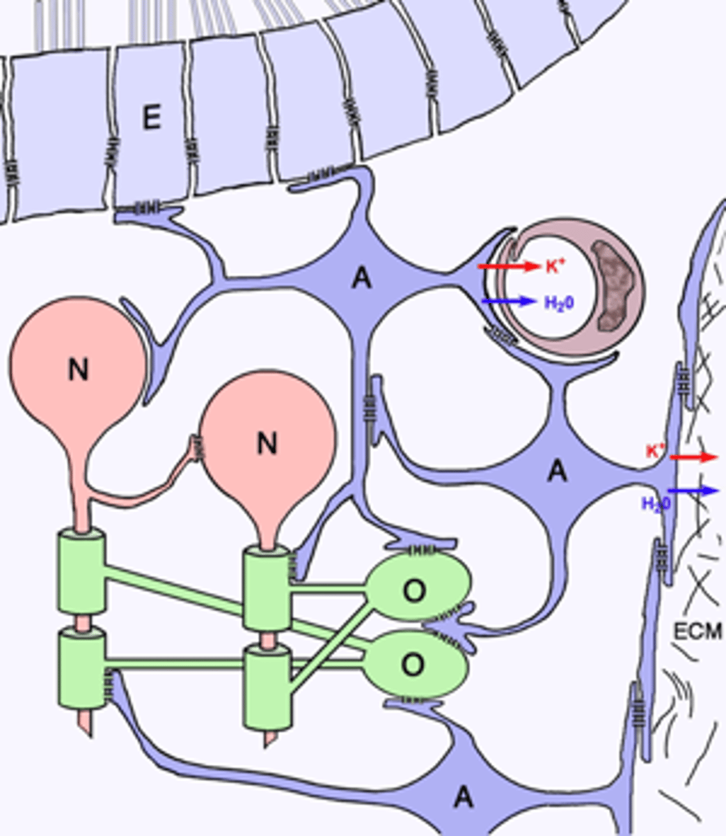 <p>C) The astrocytic syncytium is formed through the connection of adjacent astrocytes via specialized channels called gap junctions.</p>