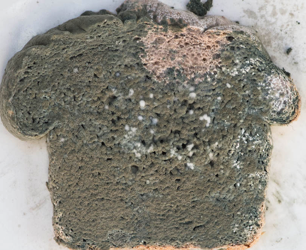<p>which fungi group caused this? is it chytrids, rhizopus stolonifer, or arbuscular mychorrizae, sac fungi, or club fungi?</p>