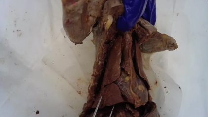 <p>Middle lobe on the mink’s right lung</p>