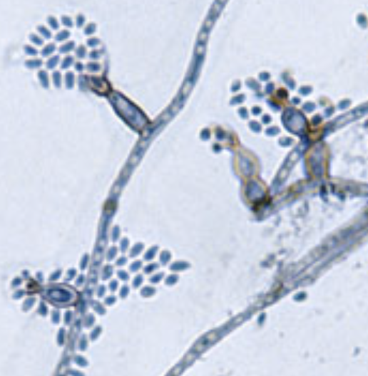 <p>What organism is this?</p>