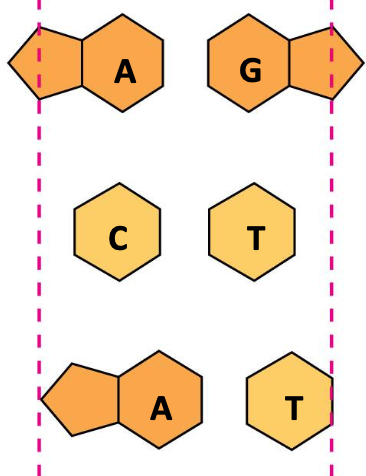 <p>DNA structure - Watson and Crick</p><p>Purine + Pyrimidine:</p>