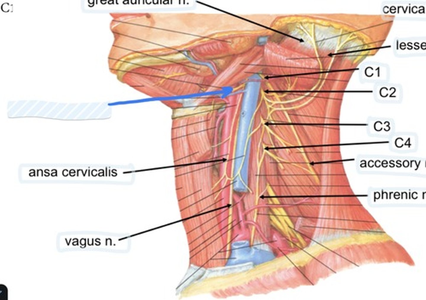 knowt flashcard image