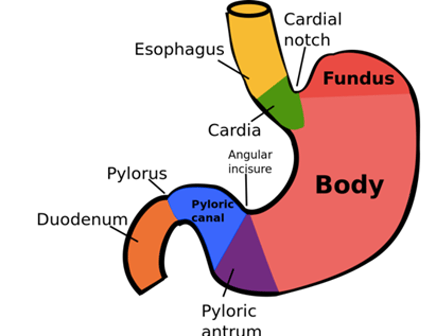 <p>pump/grinder where food is churned; where peristalsis occurs (which functions to mix in the stomach)</p><p>includes the antrum (pyloric region) and pyloric sphincter</p>