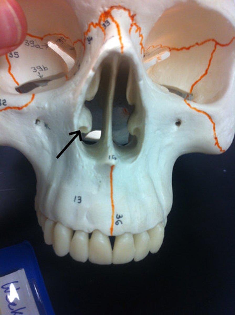 knowt flashcard image