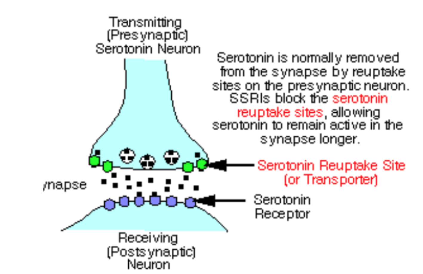 <ul><li><p><span>SSRI's (selective serotonin reuptake inhibitors) are antidepressant drugs that help fight depression</span></p></li><li><p><span>block the reuptake of serotonin back into the presynaptic neuron</span></p></li><li><p><span>more serotonin remains in the synapse, leading to changes in mood, activity levels and appetite</span></p></li><li><p><span>based on serotonin hypothesis of depression</span></p></li></ul><p></p>