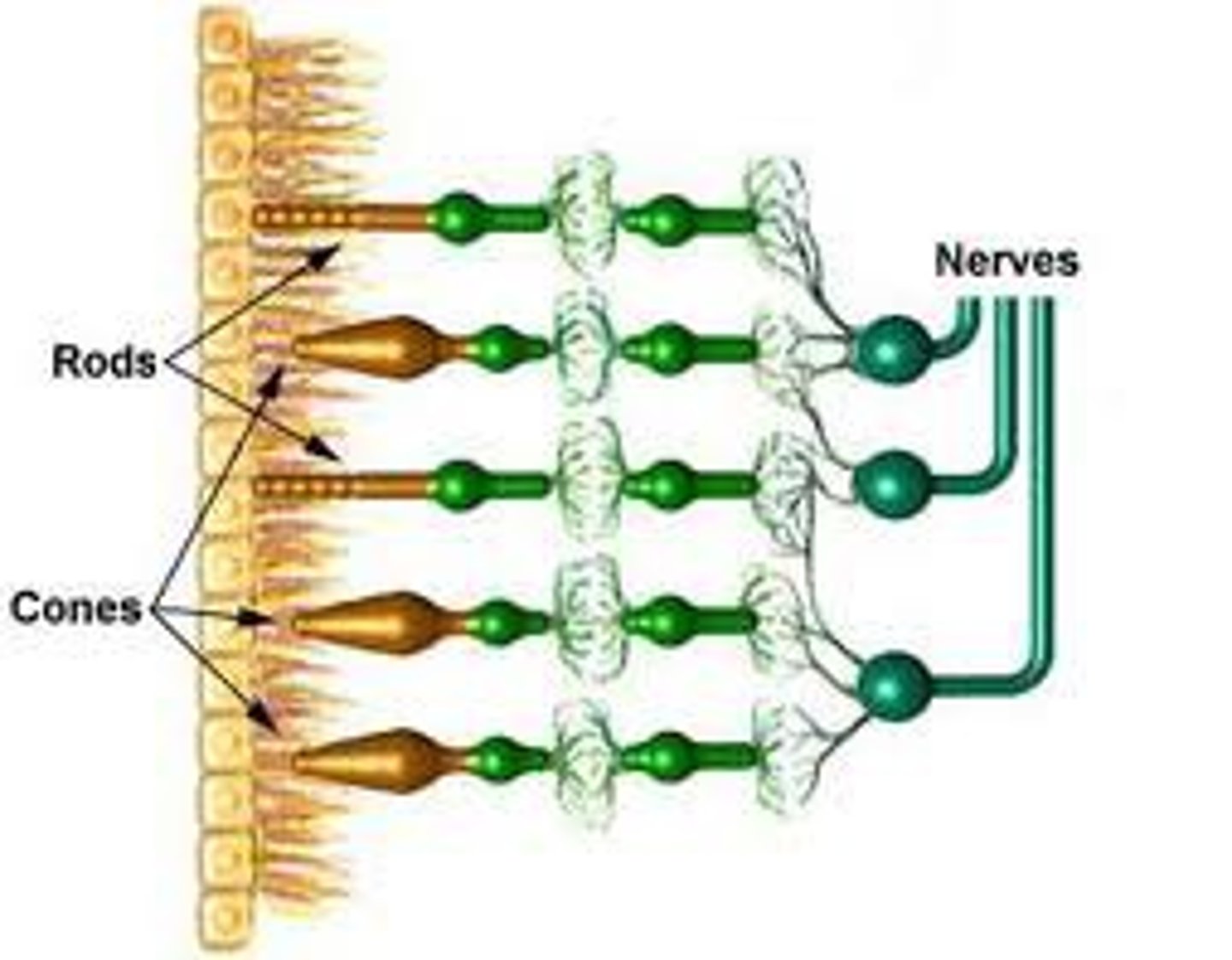 <p>retinal receptor cells that are concentrated near the center of the retina and that function in daylight or in well-lit conditions. These detect fine detail and give rise to color sensations.</p>