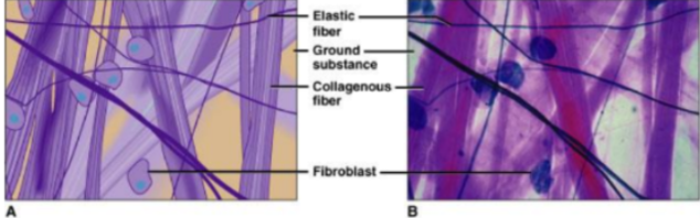 <p><span><strong>forms delicate, thin membranes</strong> throughout the body that<strong> bind body parts together such as skin and underlying organs.</strong></span></p><p style="text-align: justify"><span><strong>&nbsp;2.</strong> The<strong> majority of the cells </strong>are<strong> fibroblasts </strong>that are <strong>separated by a gel-like ground substance</strong>&nbsp;that <strong>contains collagenous and elastic fibers.</strong></span></p>