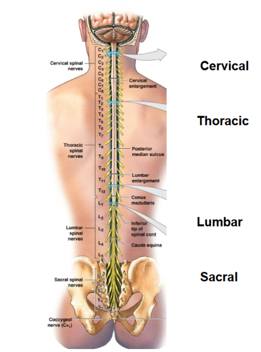 <p>What are the four main regions of the spinal cord, and what key anatomical features do they include?</p>