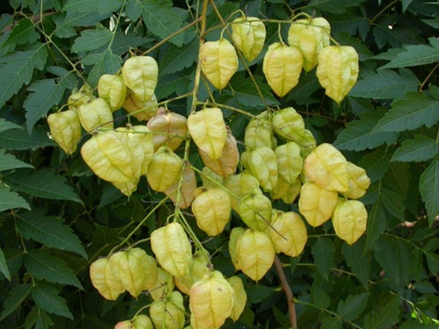 <p>golden raintree</p><p>Family: Sapindaceae</p>