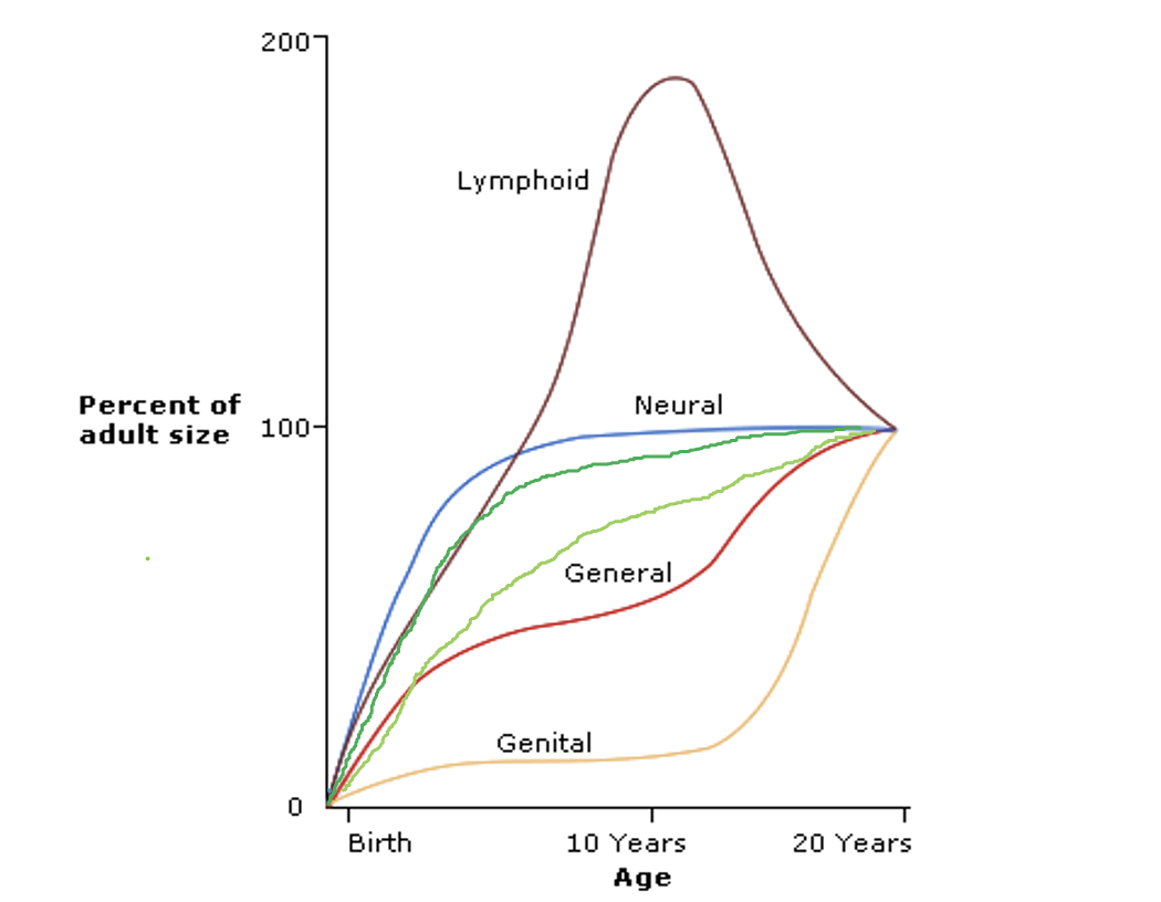 <p>dark green = maxilla</p><p>light green = mandible</p>