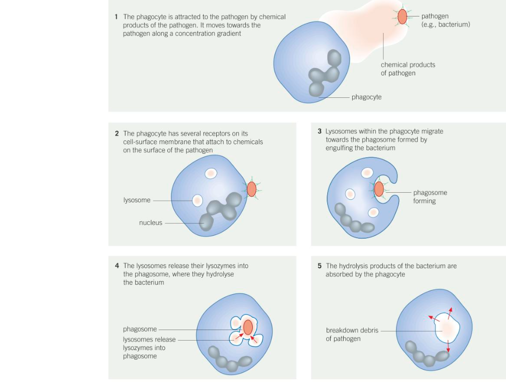 <ul><li><p>pathogen moves towards phagocyte down chemical concentration gradient</p></li><li><p>phagocyte receptors on cell-surface membrane attach to chemicals on the surface of the pathogen</p></li><li><p>pathogen is engulfed into a phagosome</p></li><li><p>lysosomes move towards phagosome and fuse with it</p></li><li><p>lysosomes release hydrolytic enzymes lysozymes which destroy bacteria by hydrolysis</p></li></ul><p></p>