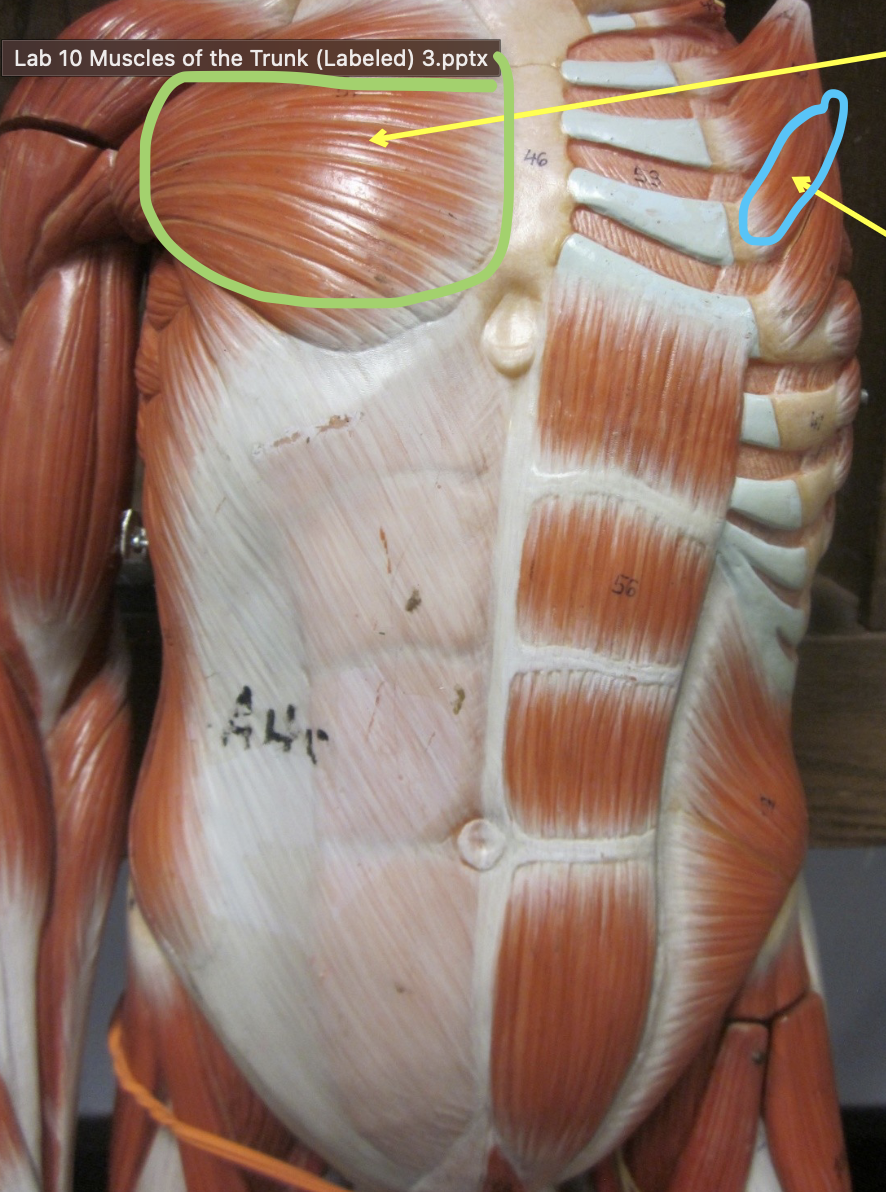 <p>Muscle in blue</p>