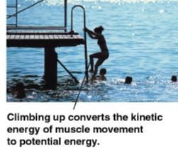 <p>Kinetic energy</p>