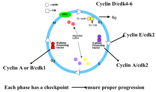 <ul><li><p><span style="background-color: transparent;">we get to transition point from G1 and S phase and this transition is represented by the right triangle (3 o’clock)…once it clears the check point (meaning the environment can support a new cell) then the cell can then move into S phase…the white arrows go one direction because you can't go back…if you transition into the next phase without being ready it can cause problems… checkpoint snake sure everything that is going through has been done properly&nbsp;</span></p></li><li><p><span style="background-color: transparent;">Our check pints:</span></p><ul><li><p><span style="background-color: transparent;">Between G1 and S (managed by proteins cyclin E/cdk2)</span></p></li><li><p><span style="background-color: transparent;">Between S and G2</span></p></li><li><p><span style="background-color: transparent;">Between G2 and M</span></p></li></ul></li><li><p><span style="background-color: transparent;">cyclin E and cdk2 monitor/control the check printer between G1 and S phase and for these proteins to check the cell they need to be FULLY activated to be able to do their job properly&nbsp;</span></p></li></ul><p></p>