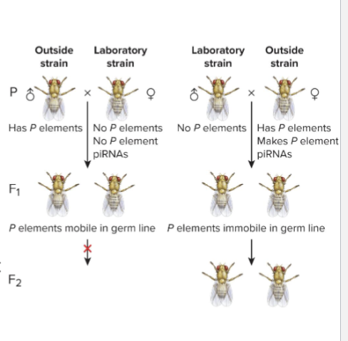 <ul><li><p>STERILITY of hybrid progeny</p></li><li><p>Outside flies crossed to lab Drosophila had STERILE progeny</p><ul><li><p>But only when outside males were crossed with lab females and not reverse</p></li></ul></li><li><p>Genomes of outside flies contained P elements; lab fly genomes had none</p></li><li><p>Oocytes of females w/out P element don’t have piRNAs to press P element mobilization</p><ul><li><p>Leads to so many mutations in gametes that progeny are sterile</p></li></ul></li><li><p>Oocytes of females with P elements have piRNAs that inactivate P elements in germ line of progeny</p></li></ul><p></p>