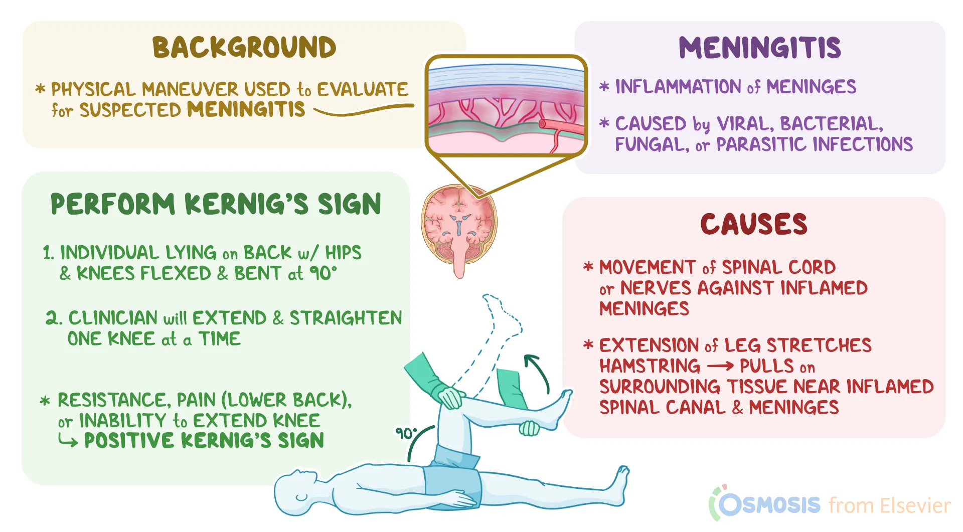 <p>Pain in the hamstring, back, and neck</p>