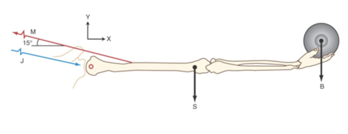 <p>The humerus is pulled against the glenoid by the deltoid muscle, creating a compressive load between the joint surfaces of the bones</p>