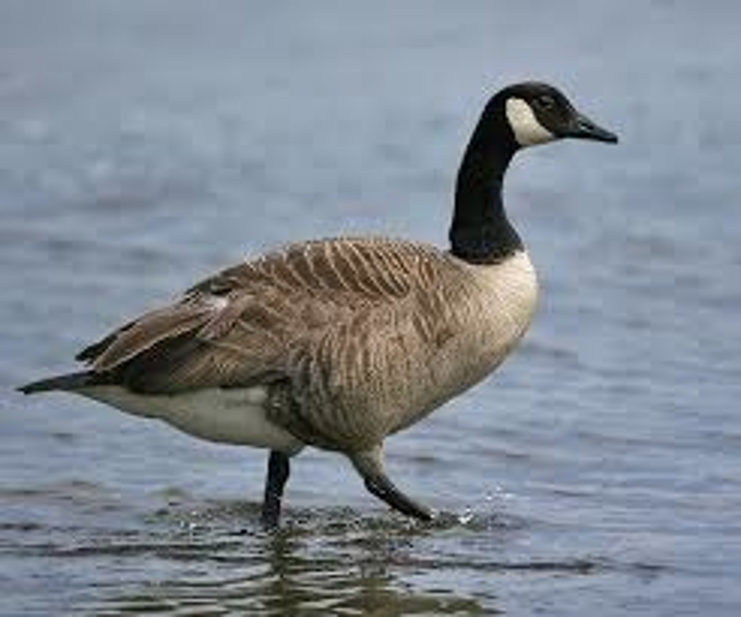 <p>goose</p>
