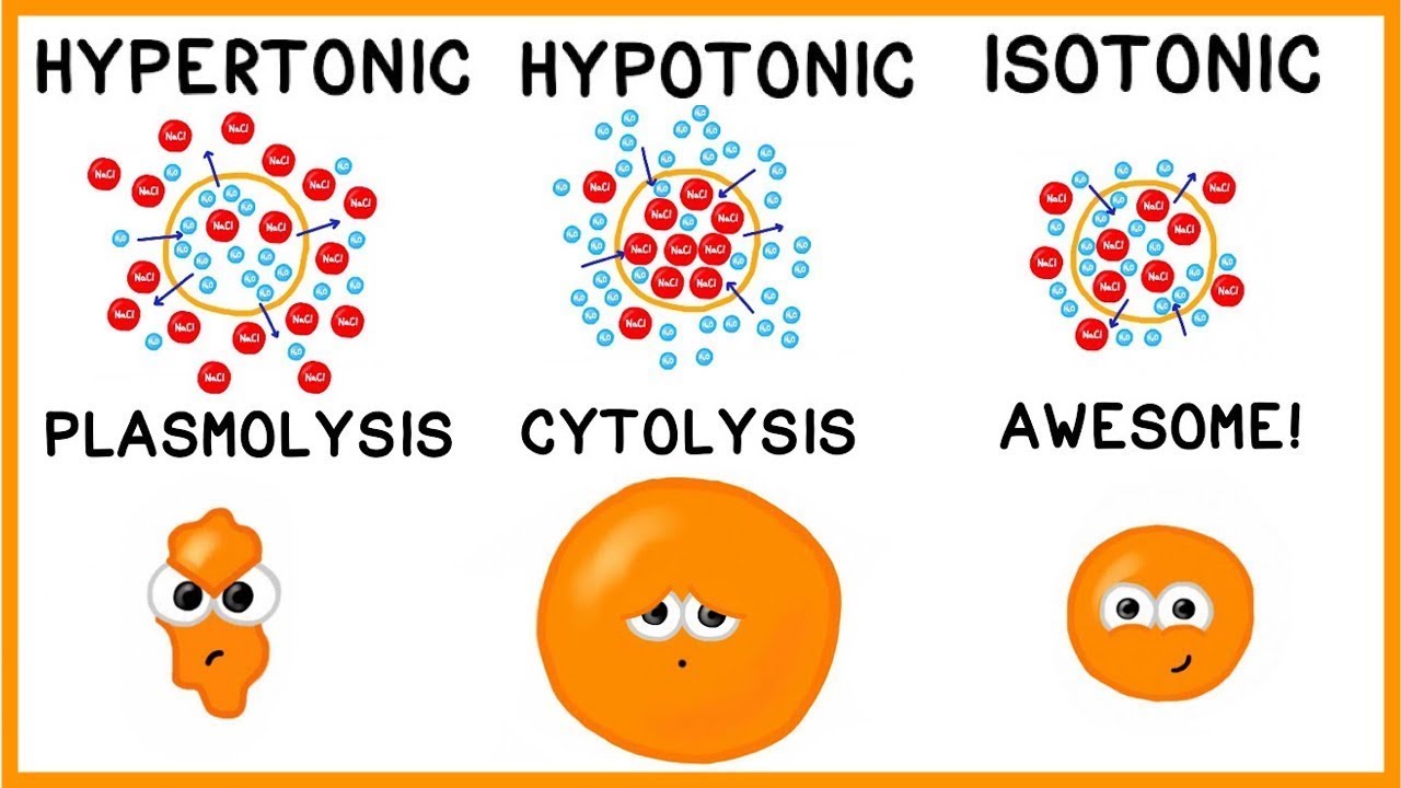 <p>I<em>so = “same”</em></p><p>Extracellular fluid (ECF) has the <strong>same solute concentration</strong> as the cytosol</p><ul><li><p>Both have equal ability to cause osmosis</p></li><li><p>No net movement of water into or out of a cell</p></li><li><p>Solutions given by intravenous (IV) administration are almost always isotonic</p></li></ul>