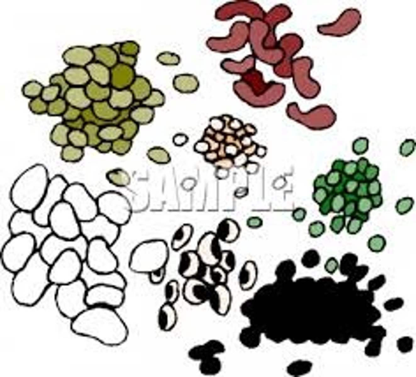 <p>beans</p>