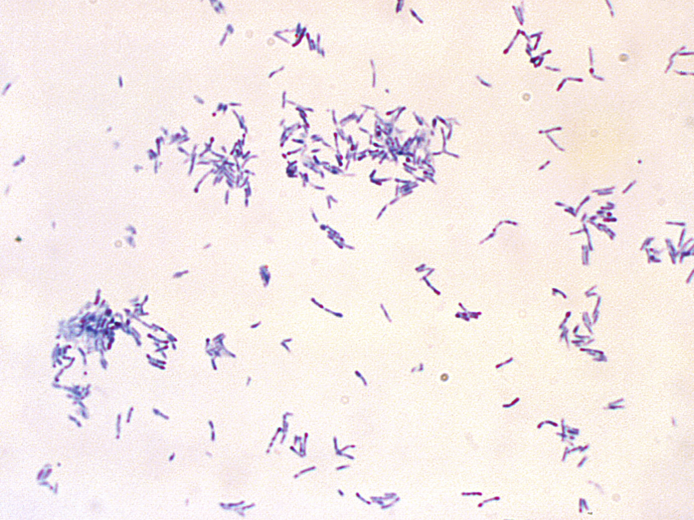 <p>what is the organism</p>