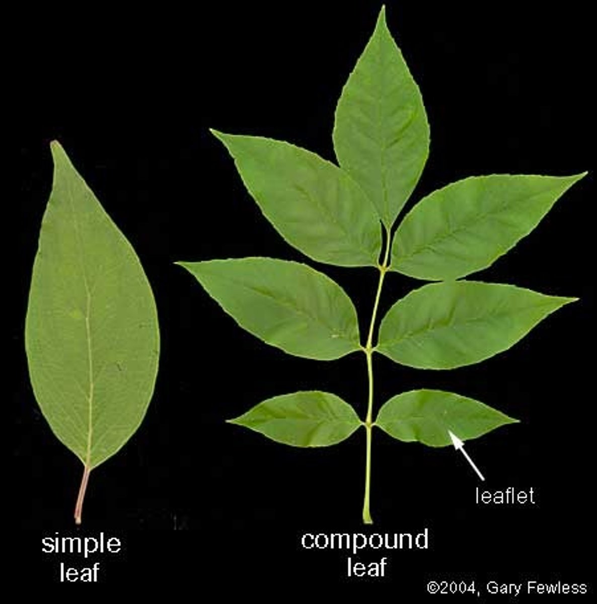 <p>a leaf of a plant consisting of several or many distinct parts (leaflets) joined to a single stem.</p>