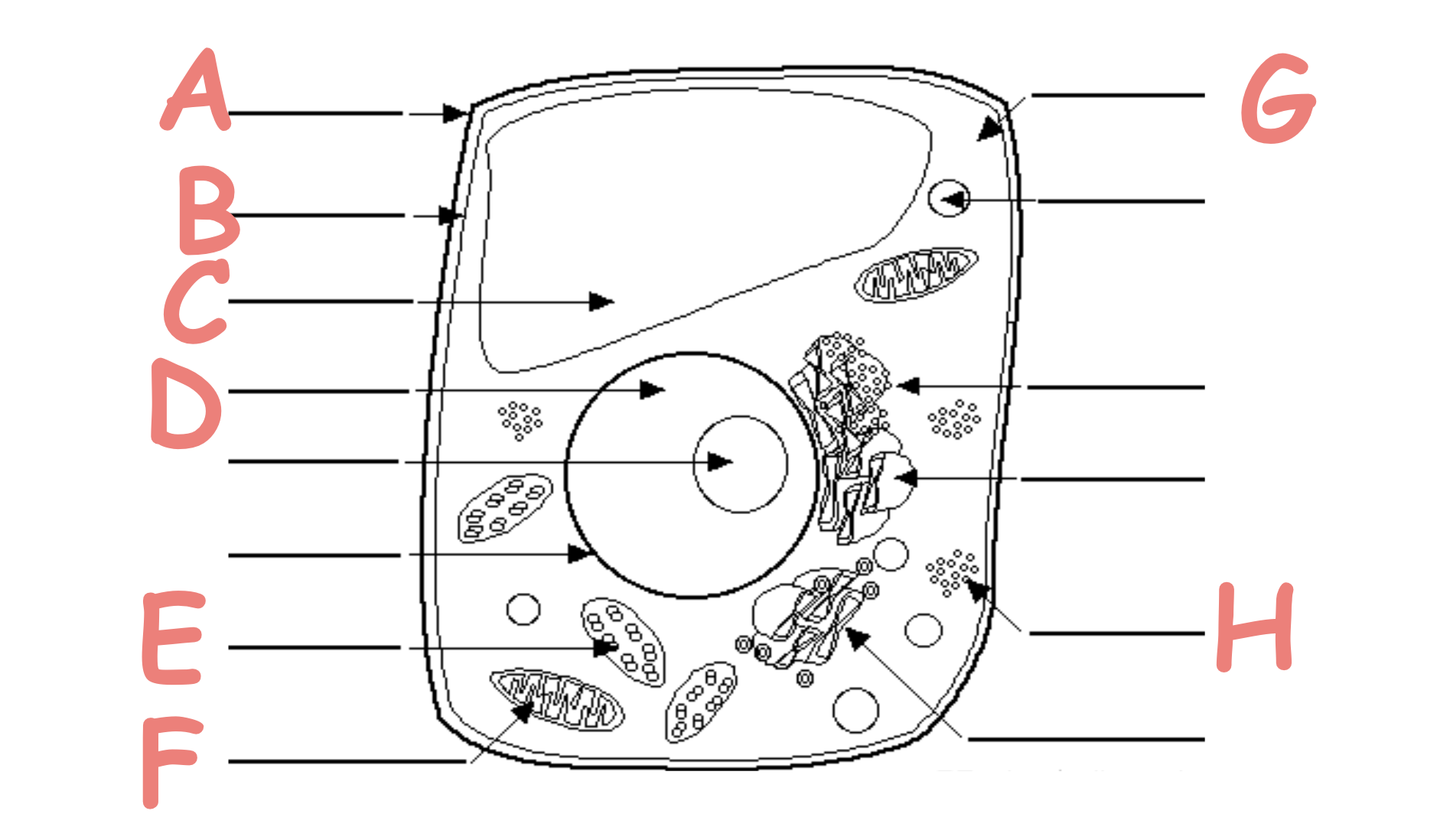 <p>Which letter shows the vacuole</p>
