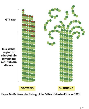 <p>MTs assemble and disassemble rapidly, growing and shrinking MTs coexist in cell. Rapid conversion between growth and shrinkage = dynamic instability</p>